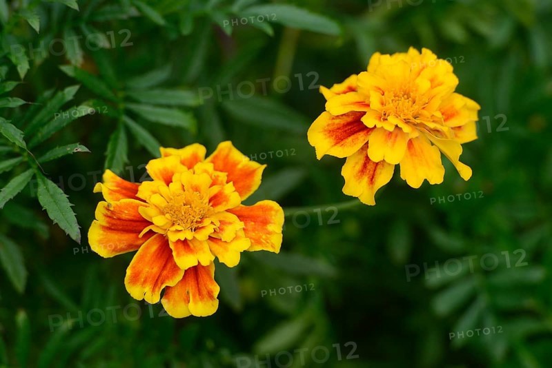 Two vibrant marigold flowers with yellow and orange petals surrounded by green leaves, Tagetes, Bavaria