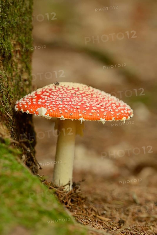 Fly agaric (Amanita muscaria) on a forest ground, Bavaria