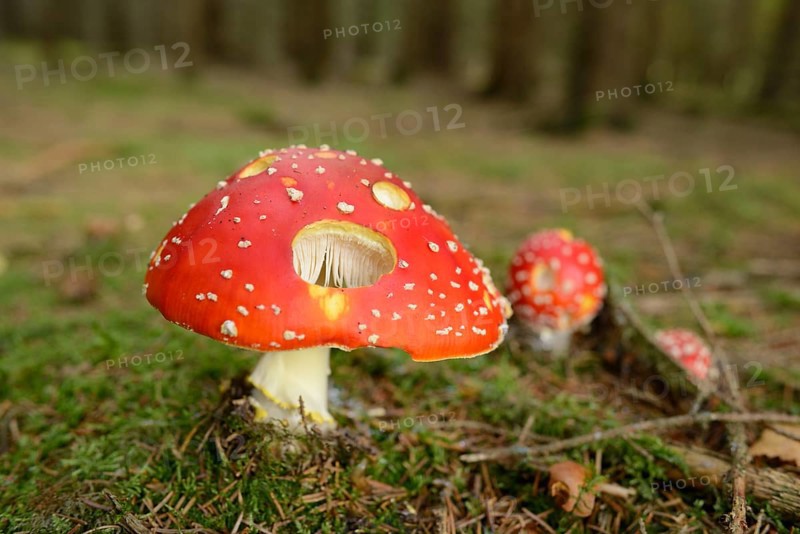 Fly agaric (Amanita muscaria) on a mossy forest ground, Bavaria