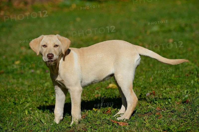 A Labrador Retriever puppy stands on a green meadow and looks curiously into the camera, Bayern