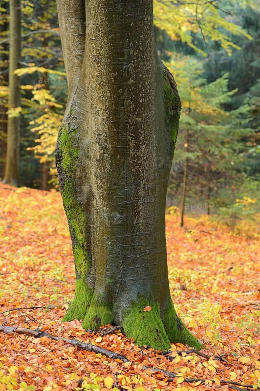 A close-up of a tree trunk with moss at its base, surrounded by fallen autumn leaves in a forest, Bavaria Forest National Park