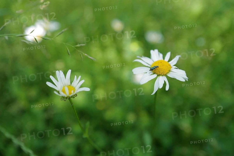Lovely ox-eye daisies (Chrysanthemum leucanthemum) in a garden in Franconia. Coburg, Germany, Europe