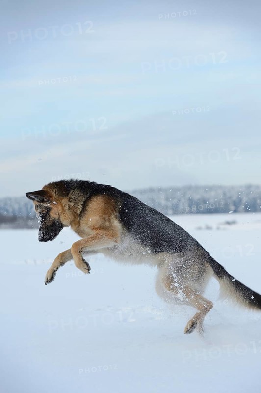 German shepherd dog jumping full of energy in the snow in cold winter weather, Bavaria