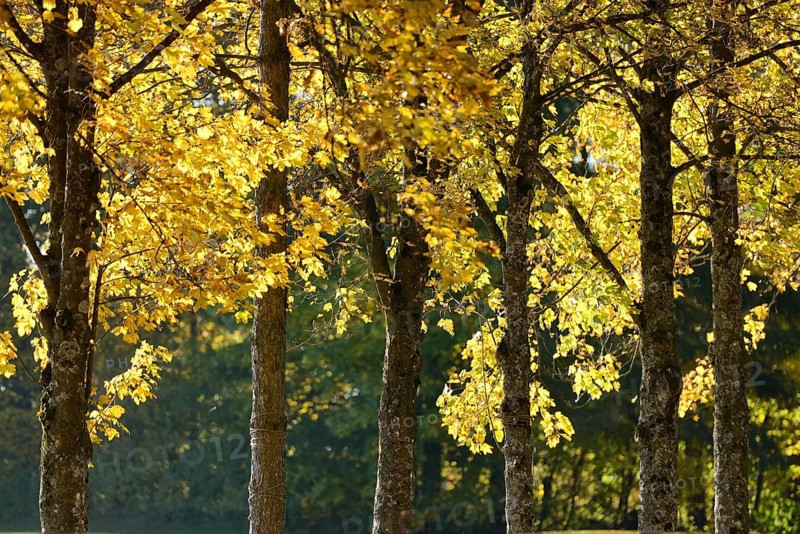 Landscape of Norway maple (Acer platanoides) tree trunks in autumn