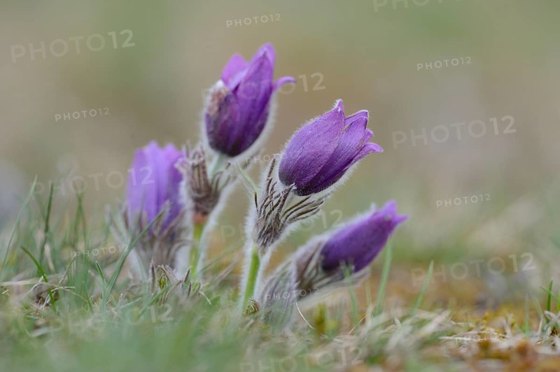 Close-up of pasque flower (Pulsatilla vulgaris) blossoms in a meadow in spring, Bavaria, Germany, Europe