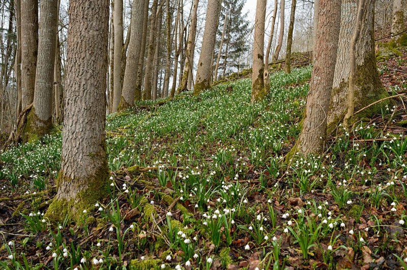 Landscape of Spring Snowflake (Leucojum vernum) blossoms in a forest in spring, Upper Palatinate, Bavaria, Germany, Europe