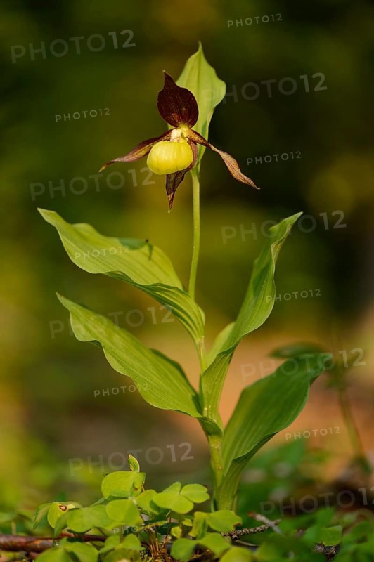 Close-up of lady's-slipper orchid (Cypripedium calceolus) in a forest in spring, Bavaria, Germany, Europe