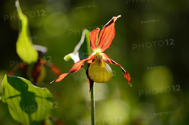 Close-up of lady's-slipper orchid (Cypripedium calceolus) in a forest in spring, Bavaria, Germany, Europe