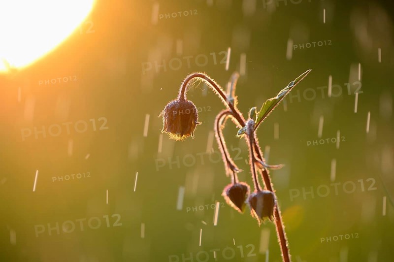 Close-up of water avens (Geum rivale) blossoms in a moor in spring, Bavaria, Germay