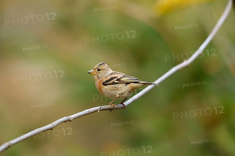 Close-up of a Brambling (Fringilla montifringilla) in autumn in the bavarian forest