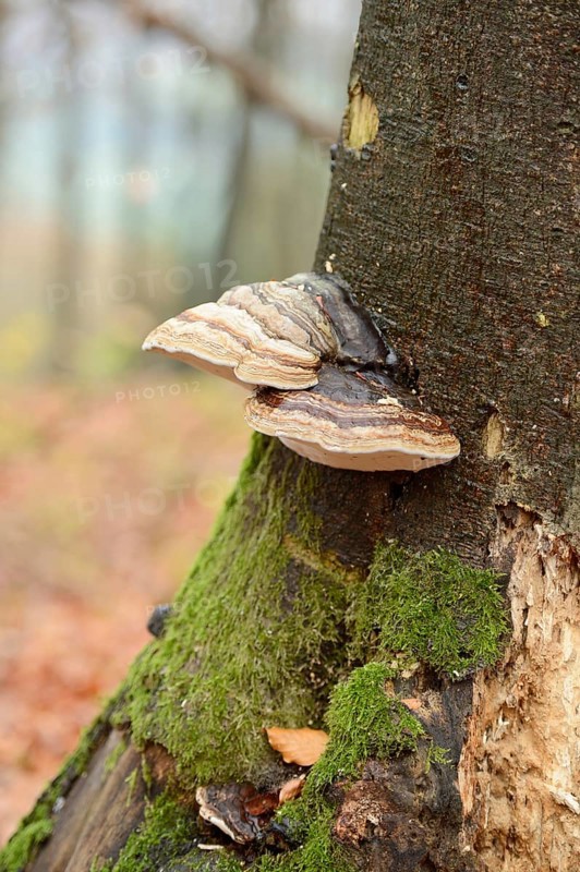 Tinder fungus (Fomes fomentarius) on a European beech (Fagus sylvatica) tree trunk in autumn
