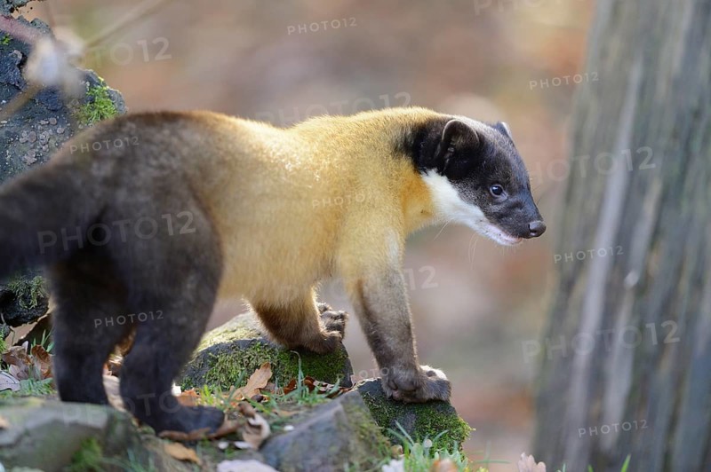 Close-up of a yellow-throated marten (Martes flavigula) in a forest in autumn