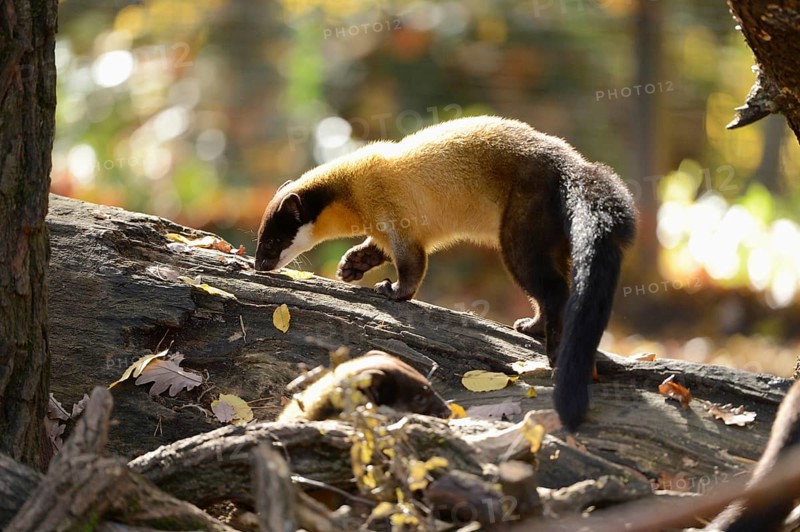 Close-up of a yellow-throated marten (Martes flavigula) in a forest in autumn