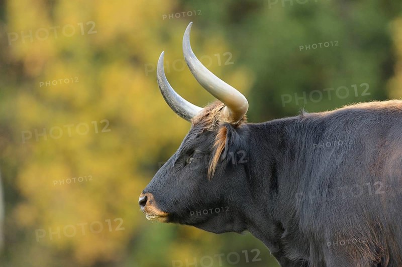 Close-up of a aurochs or ure (Bos primigenius) in autumn in the bavarian forest