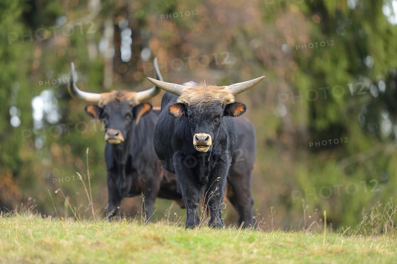Close-up of a aurochs or ure (Bos primigenius) in autumn in the bavarian forest