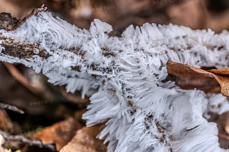 Hair rice on dead wood, Close Up, Dillendorf, Rhineland-Palatinate, Germany, Europe