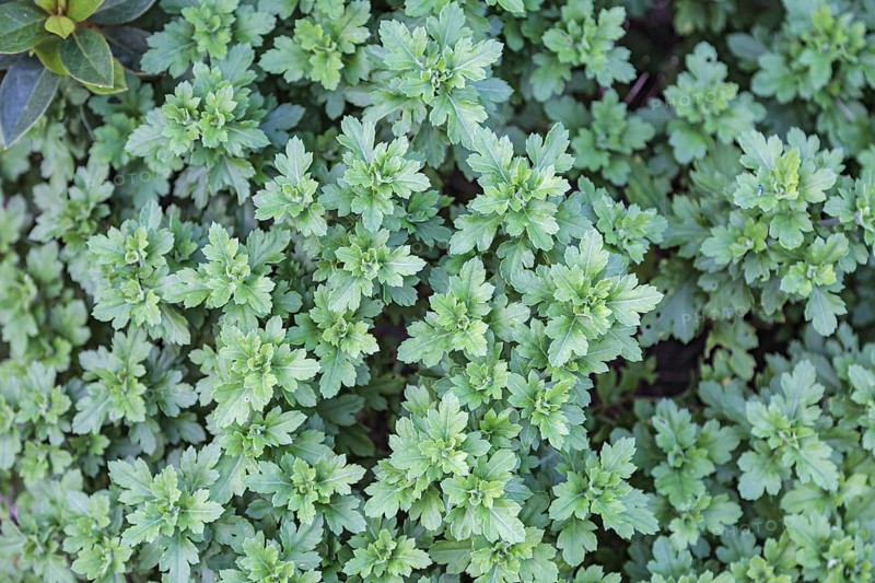Background pattern of Chrysanthemum leaves