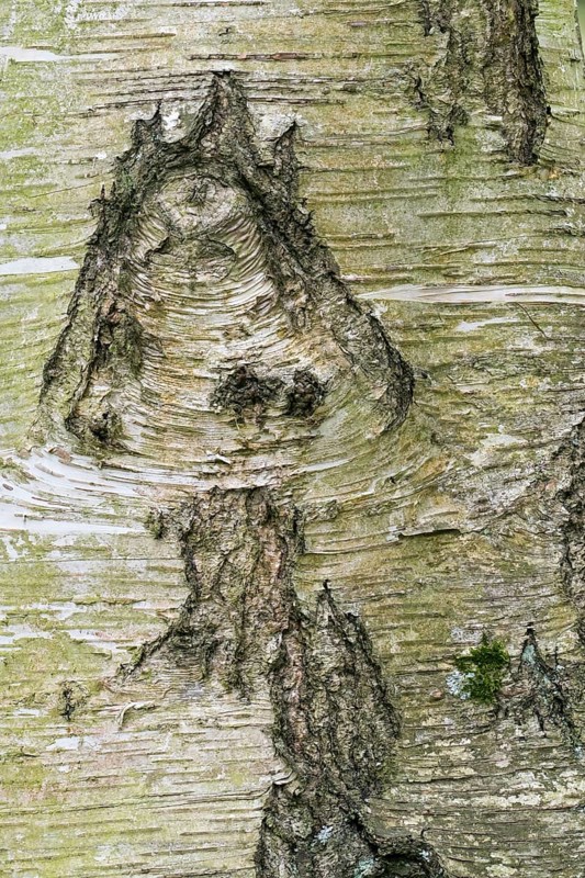Close-up of the bark of a birch (Betula) with natural patterns and textures in green and brown tones, mushroom-like structure, Hesse, Germany, Europe