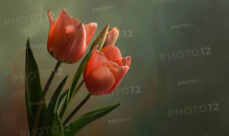 Pink tulips against the wall closeup portrait AI generated