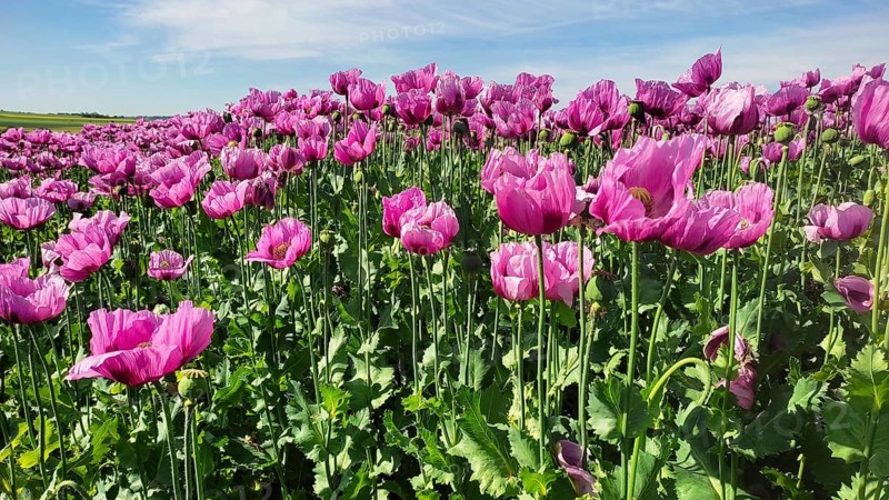 Opium poppy (Papaver somniferum), cultivation of edible poppy, poppy field, Donnersbergkreis, Palatinate, Rhineland-Palatinate