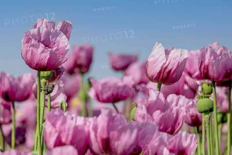 Opium poppy (Papaver somniferum), cultivation of edible poppy, poppy field, Donnersbergkreis, Palatinate, Rhineland-Palatinate