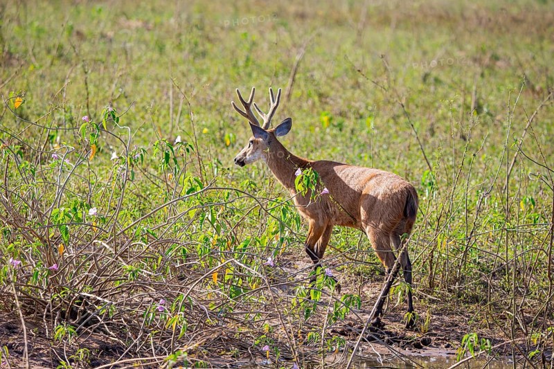 Marsh deer (Blastocerus dichotomous) Pantanal Brazil