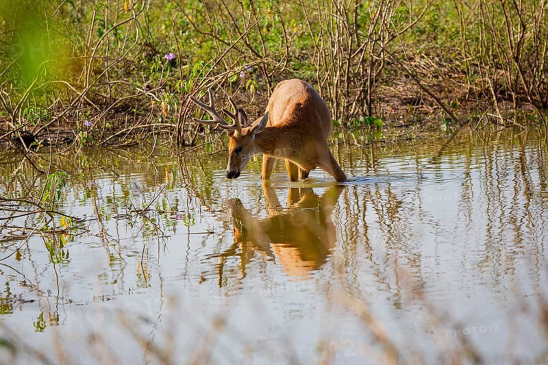 Marsh deer (Blastocerus dichotomous) Pantanal Brazil
