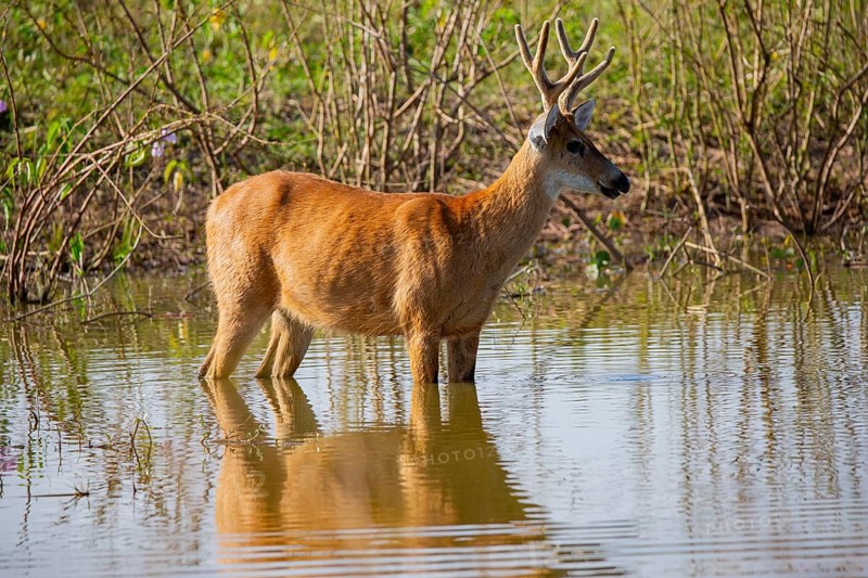 Marsh deer (Blastocerus dichotomous) Pantanal Brazil
