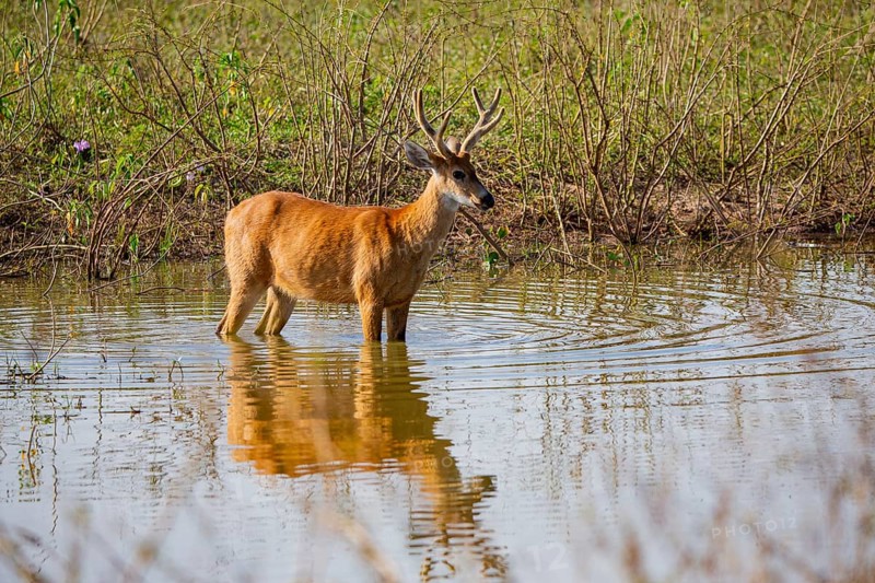 Marsh deer (Blastocerus dichotomous) Pantanal Brazil