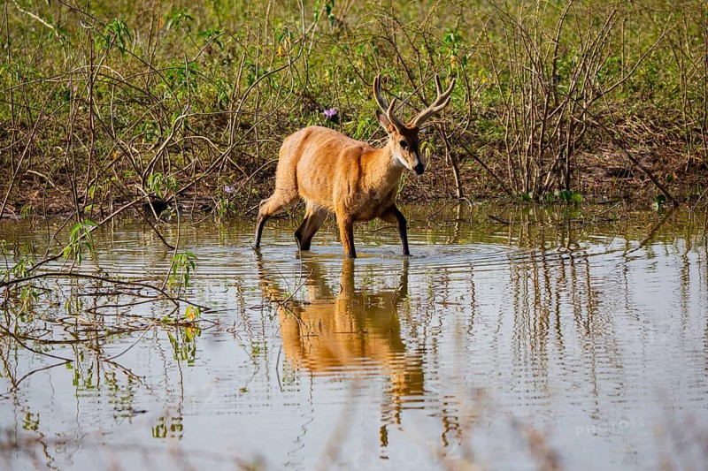 Marsh deer (Blastocerus dichotomous) Pantanal Brazil