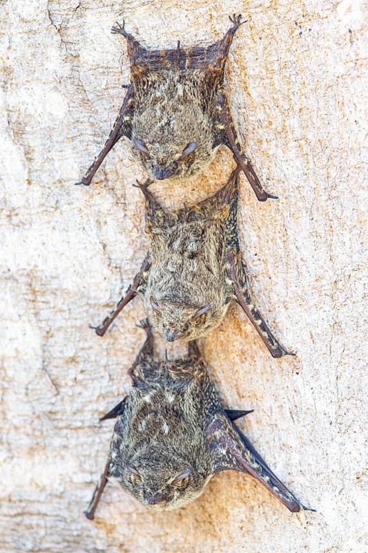 Long-nosed proboscis bat (Rhynchonycteris naso) Pantanal Brazil