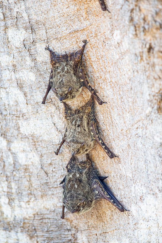Long-nosed proboscis bat (Rhynchonycteris naso) Pantanal Brazil