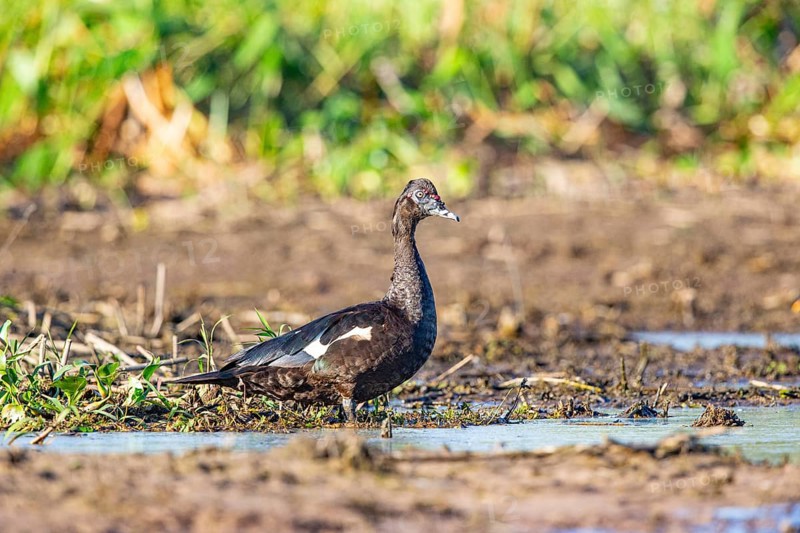 Muscovy duck (Cairina moschata) Pantanal Brazil