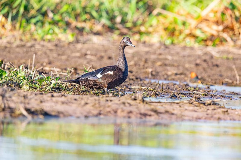 Muscovy duck (Cairina moschata) Pantanal Brazil