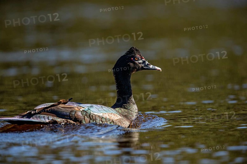 Muscovy duck (Cairina moschata) Pantanal Brazil