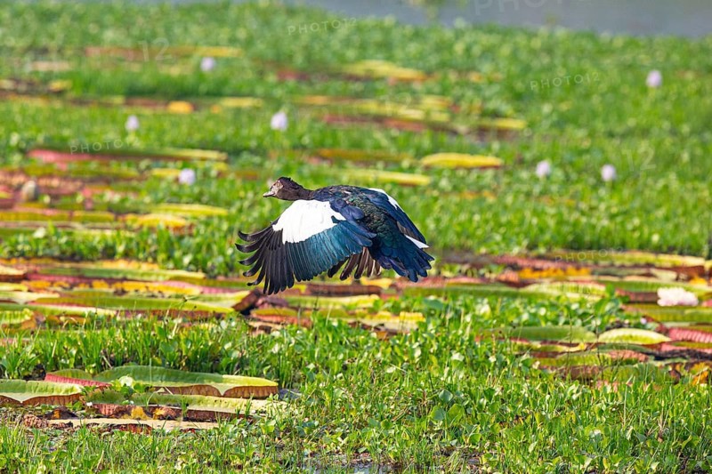 Muscovy duck (Cairina moschata) Pantanal Brazil