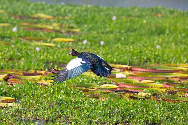 Muscovy duck (Cairina moschata) Pantanal Brazil