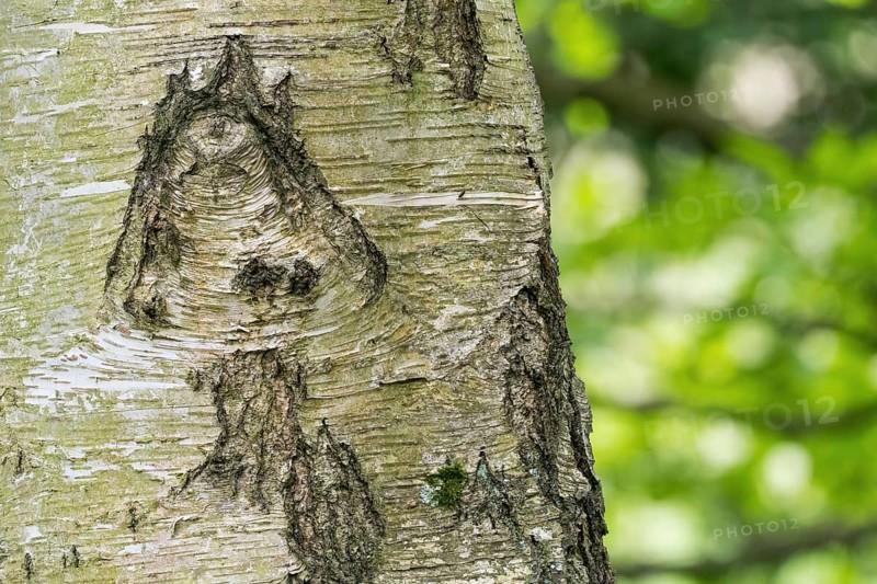 Close-up of a tree trunk, birch (Betula) with a striking bark structure reminiscent of a mushroom, natural green background emphasises the natural backdrop. Hesse, Germany, Europe