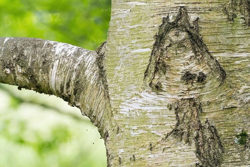 Close-up of a tree trunk, birch (Betula), with a bark structure that looks like a mushroom, green, blurred background conveys a sense of nature, Hesse, Germany, Europe