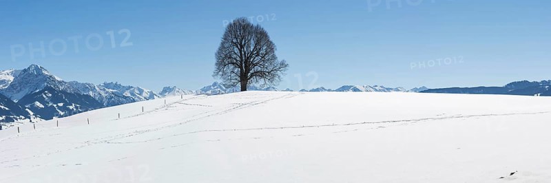 Peace lime tree (Tilia) on the Wittelsbacher Höhe, 881m, Illertal, Allgäu, Bavaria, Germany, Europe