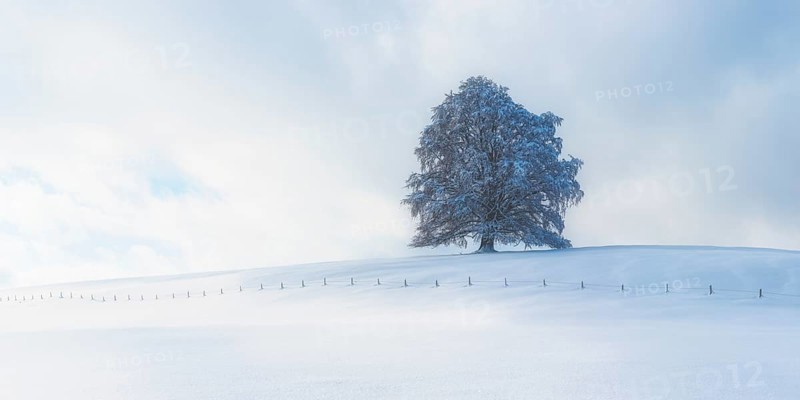 European beech, Fagus sylvatica, in winter, solitary tree near Rieden am Forggensee, Ostallgäu, Allgäu, Bavaria, Germany, Europe
