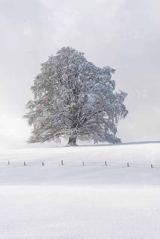 European beech, Fagus sylvatica, in winter, solitary tree near Rieden am Forggensee, Ostallgäu, Allgäu, Bavaria, Germany, Europe