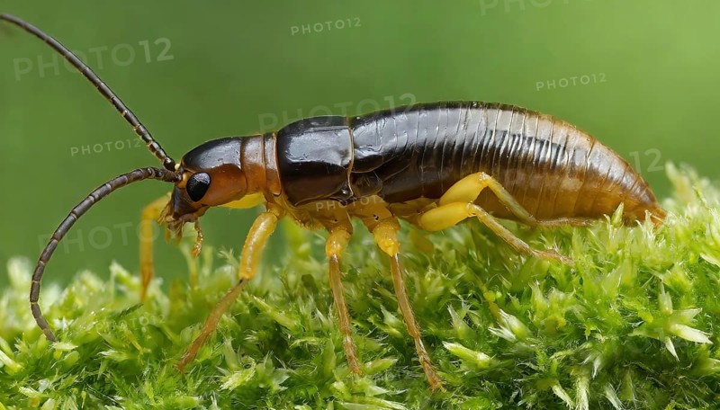 Animal, insect, close-up of a Forficula auricularia, AI generated, AI generated