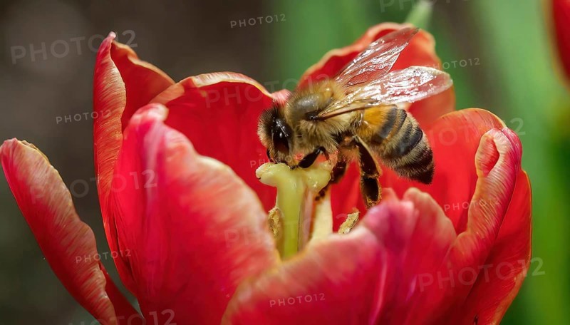 Symbol, animal, insect, close-up of a honeybee in a flower, AI, generated, AI generated