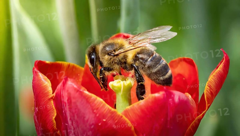 Symbol, animal, insect, close-up of a honeybee in a flower, AI, generated, AI generated