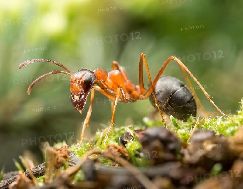 Icon, animal, insect, close-up of a Red Wood Ant, Formica rufa, AI, generated, AI generated