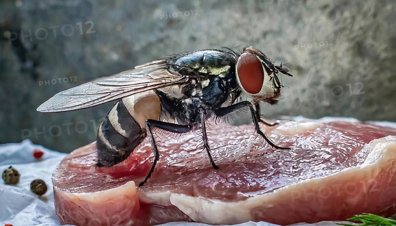 Symbol, animal, insect, close-up of a blowfly on a piece of meat, Calliphoridae, Calliphora vicina, AI, generated, AI generated