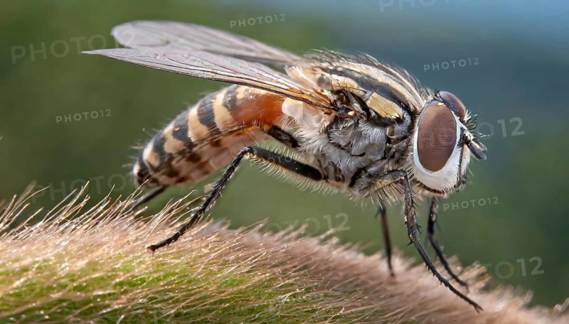 Symbol, animal, insect, close-up of a blowfly, Calliphoridae, Calliphora vicina, AI, generated, AI generated