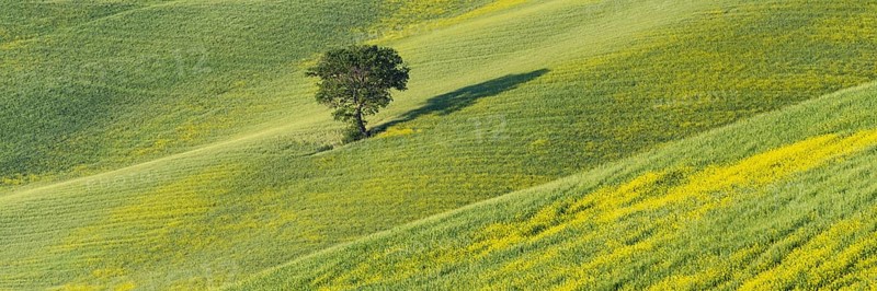 Mulberry tree (Morus) in a field with flowering yellow broom (Genista tinctoria), Tuscany, Italy, Europe