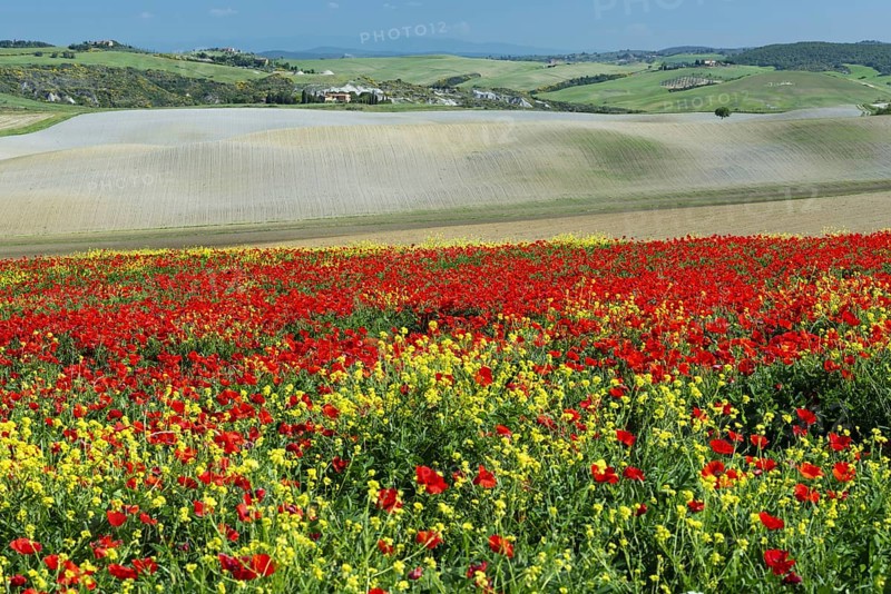 Landscape around San Quirico dOrcia, Val d'Orcia, Orcia Valley, UNESCO World Heritage Site, Province of Siena, Tuscany, Italy, Europe
